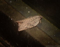 Meritastis ursina
