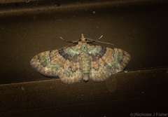 Gymnoscelis derogata