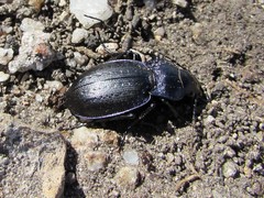 Carabus lusitanicus