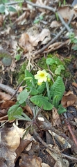 Primula elatior