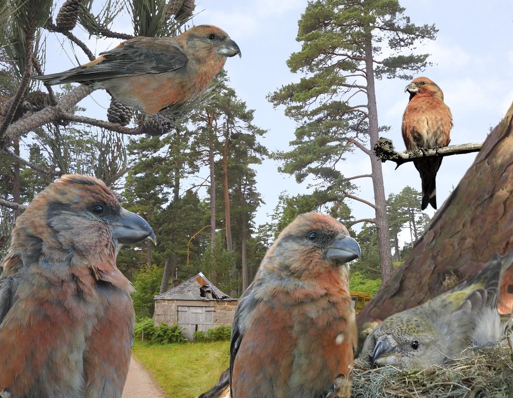Scottish Crossbill