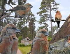 Scottish Crossbill photo 3
