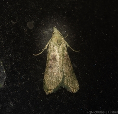 Heteromicta tripartitella