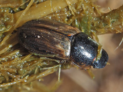 Melinopterus prodromus