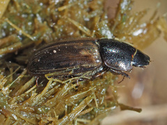 Melinopterus prodromus