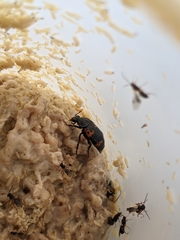 Nicrophorus nepalensis