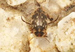 Nectoboreus aequinoctialis
