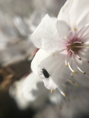 Brassicogethes aeneus