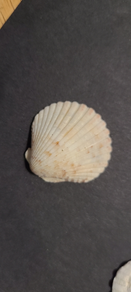 Nucleus Scallop