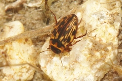 Nectoboreus aequinoctialis