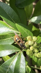 Vespula vulgaris