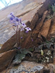 Streptocarpus meyeri