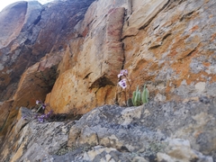 Streptocarpus meyeri