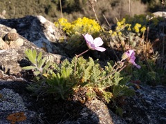 Erodium paularense