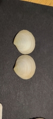 Semele proficua