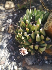 Machairophyllum bijliae