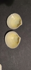Semele proficua