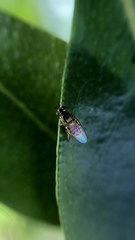 Chloropidae