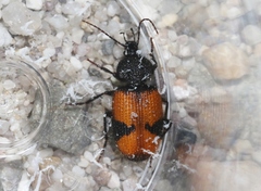 Panagaeus sallei