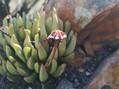 Machairophyllum bijliae