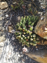 Machairophyllum bijliae