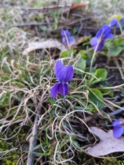 Viola sororia