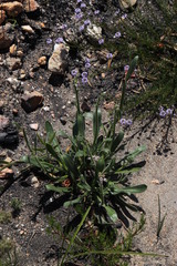 Echiostachys ecklonianus