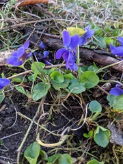 Viola sororia