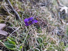 Viola sororia