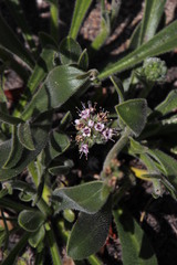 Echiostachys ecklonianus