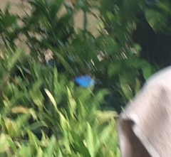 Morpho helenor montezuma
