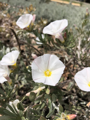 Convolvulus cneorum
