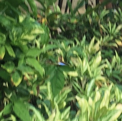 Morpho helenor montezuma
