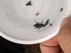 Nicrophorus nepalensis