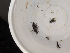 Nicrophorus nepalensis