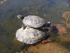 Trachemys scripta