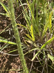 Wahlenbergia huttonii