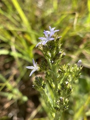 Wahlenbergia huttonii