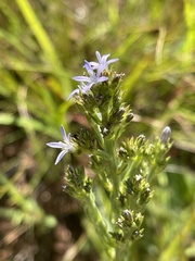 Wahlenbergia huttonii