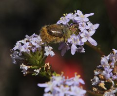 Peritrichia nitidipennis