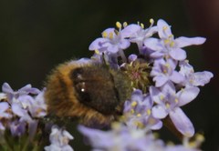 Peritrichia nitidipennis