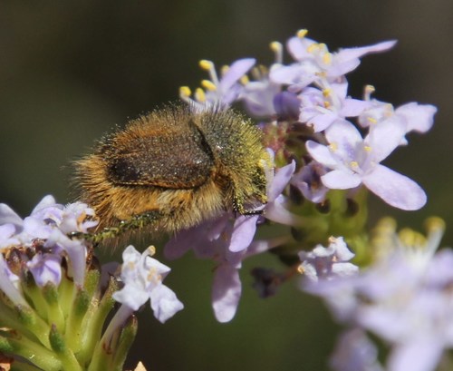 Peritrichia nitidipennis
