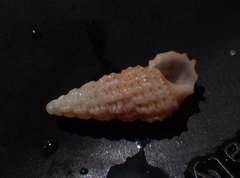 Cerithium muscarum image