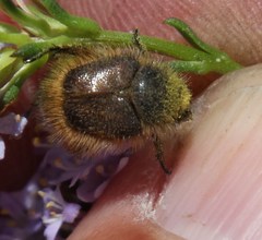 Peritrichia nitidipennis