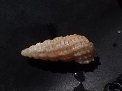 Cerithium muscarum image
