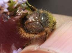 Peritrichia nitidipennis