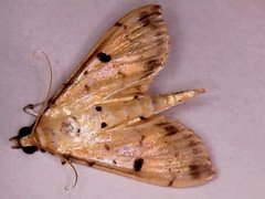 Herpetogramma cynaralis