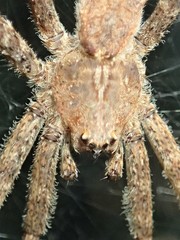 Ornodolomedes