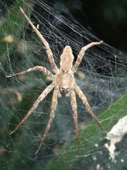 Ornodolomedes