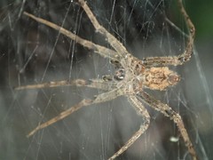 Ornodolomedes
